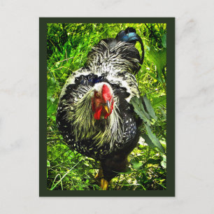 Black White Wyandotte Tupp Bird Grönt Postcard Vykort