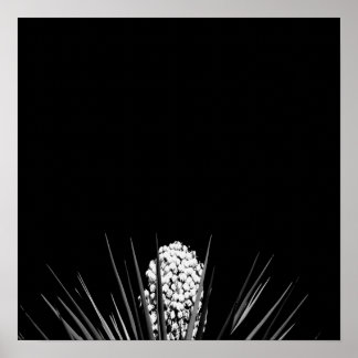 Black & White Yucca från LLR Poster