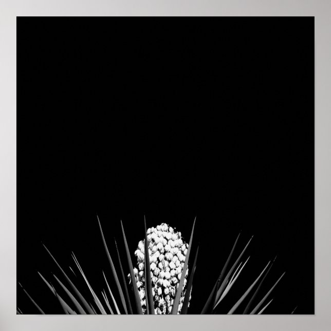 Black & White Yucca från LLR Poster (Framsidan)