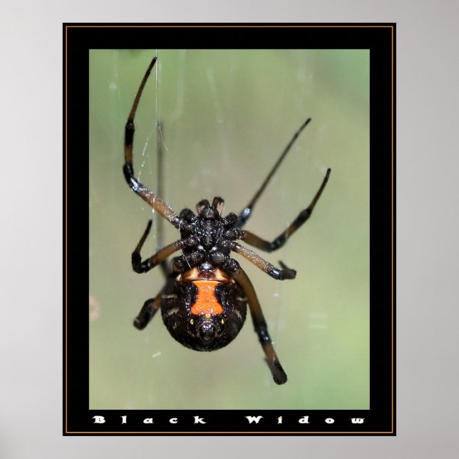 Black Widow Poster (Framsidan)
