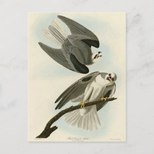 Black-Winged Hawk - Audubon's Birds of America Vykort