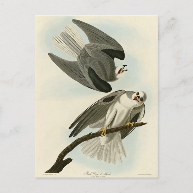 Black-Winged Hawk - Audubon's Birds of America Vykort (Framsida)