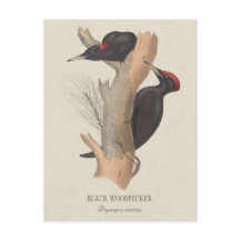 Black woodpecker CC0502 Bird illustration