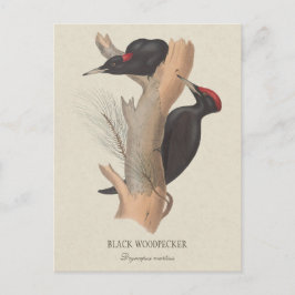 Black woodpecker CC0502 Bird illustration Vykort