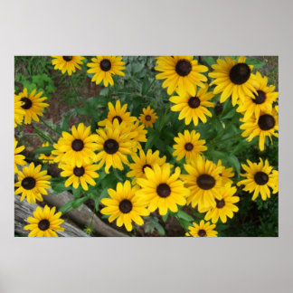 Blackad Eyed Susan Poster/Skriv ut överst Poster