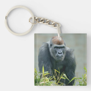 Blackback Gorilla Lope