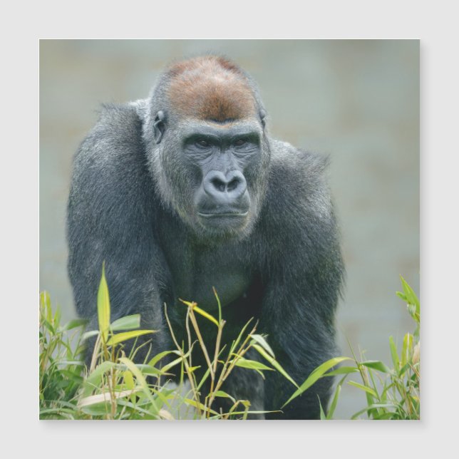 Blackback Gorilla Lope (Framsida)