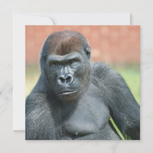 Blackback Gorilla Lope Porträtt
