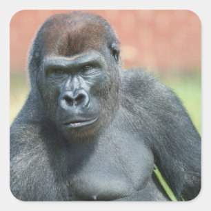 Blackback Gorilla Lope Porträtt Fyrkantigt Klistermärke