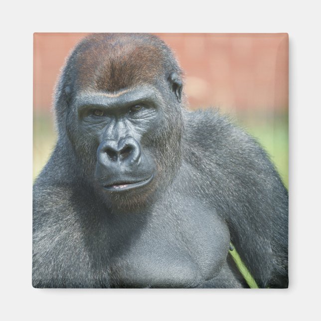 Blackback Gorilla Lope Porträtt Magnet (Framsidan)