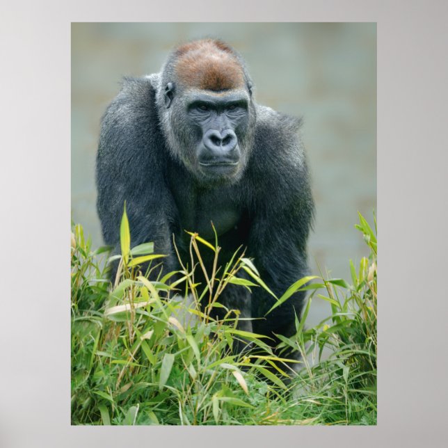 Blackback Gorilla Lope Poster (Framsidan)