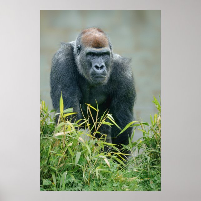 Blackback Gorilla Lope Poster (Framsidan)