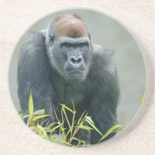 Blackback Gorilla Lope Underlägg