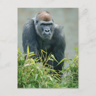 Blackback Gorilla Lope Vykort