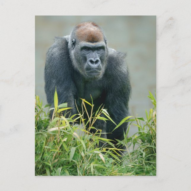 Blackback Gorilla Lope Vykort (Framsida)