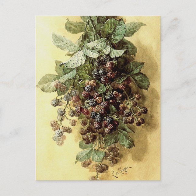 "Blackbär" från Paul de Longpré Vykort (Framsida)