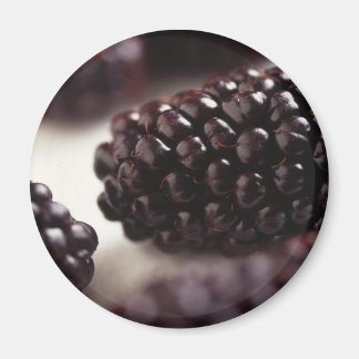 Blackbär Magnet