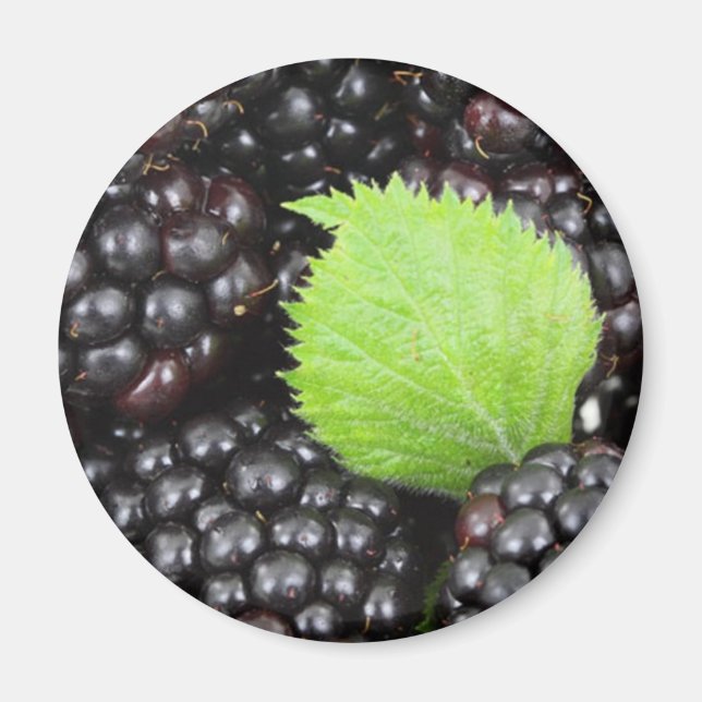 Blackbär Magnet (Framsidan)