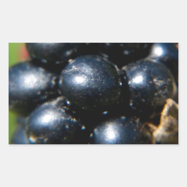 Blackbär Rektangulärt Klistermärke (Framsida)