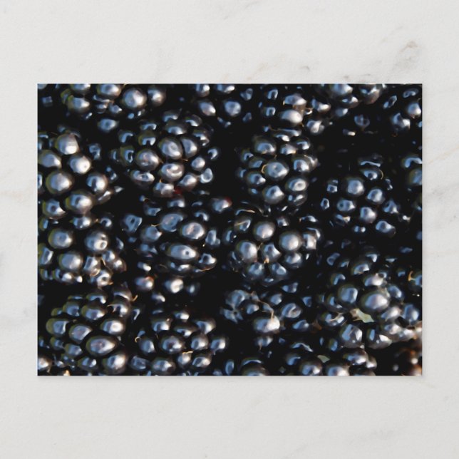 Blackbär Vykort (Framsida)