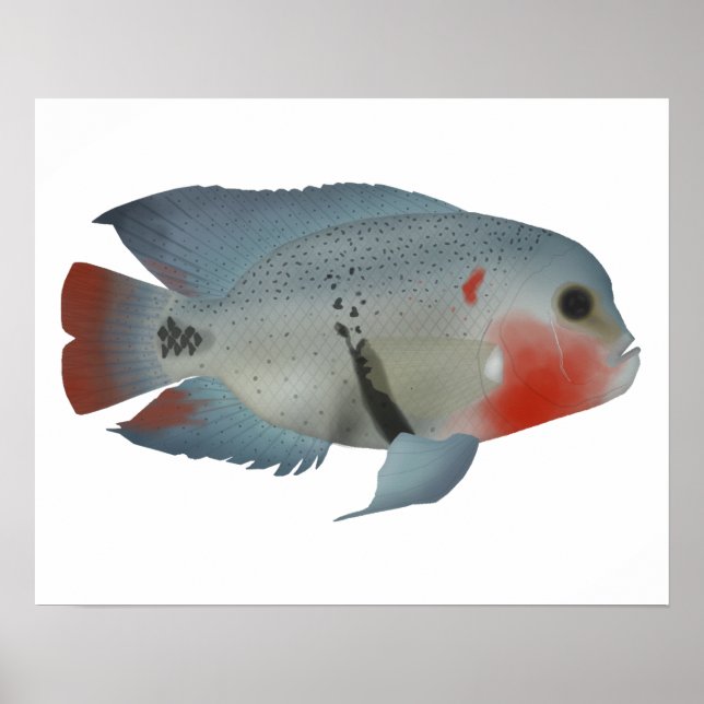 Blackbelt Cichlid Poster (Framsidan)