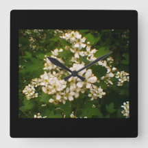 Blackberry Blommar