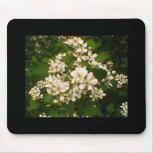 Blackberry Blommar Musmatta