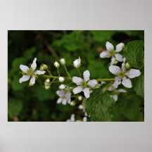 Blackberry Blommars