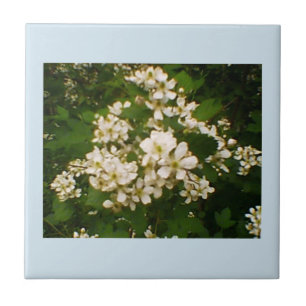 Blackberry Bloom Kakelplatta