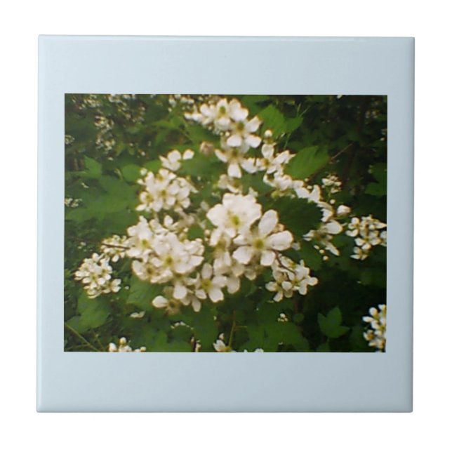 Blackberry Bloom Kakelplatta (Framsidan)