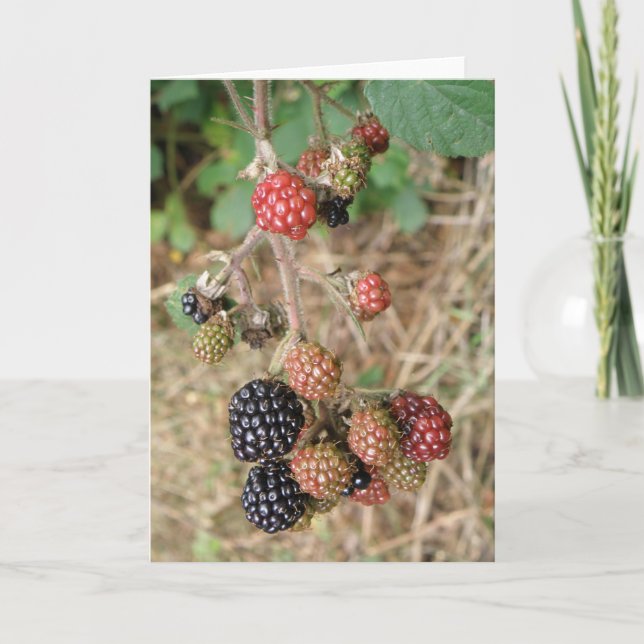 Blackberry Bonanza Greeting Card Kort (Framsida)