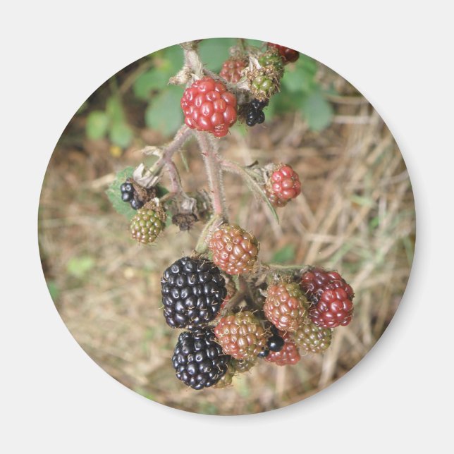 Blackberry Bonanza Magnet (Framsidan)