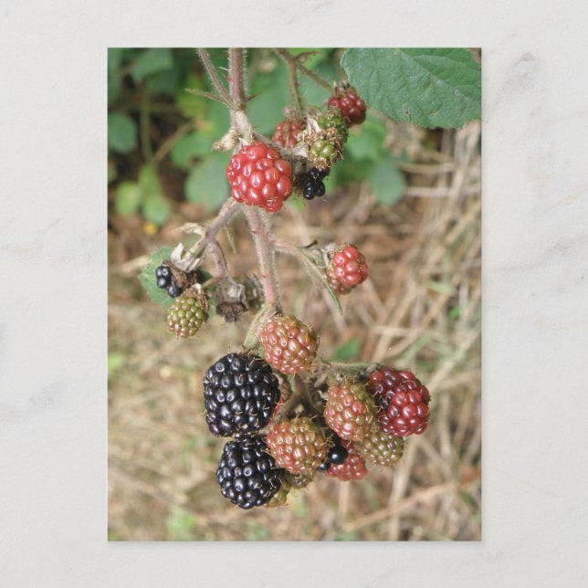 Blackberry Bonanza Postcard Vykort (Framsida)