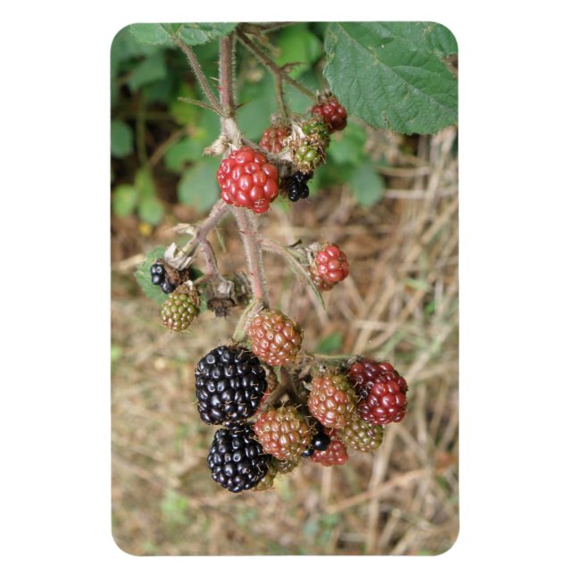 Blackberry Bonanza Premium Magnet (Vertikal)
