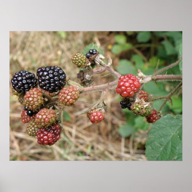 Blackberry Bonanza Skriv ut Poster (Framsidan)
