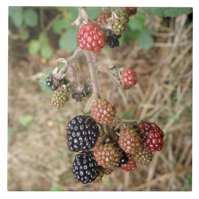 Blackberry Bonanza Tile Kakelplatta (Framsidan)