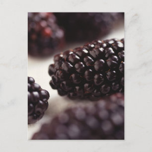 Blackberry Closeup Vykort