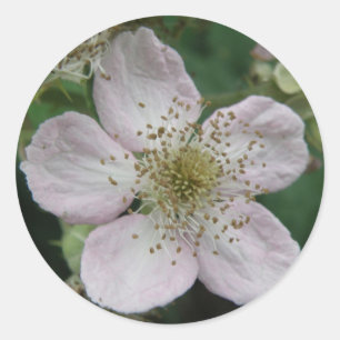 Blackberry Flower Macro Sticker Runt Klistermärke
