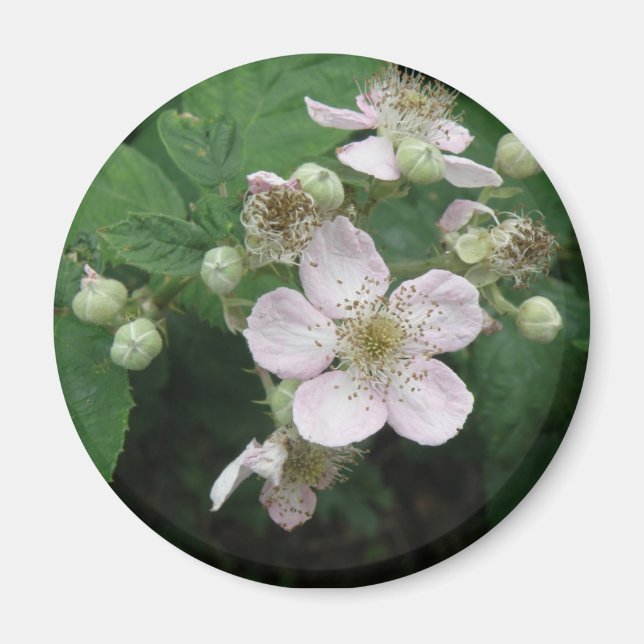 Blackberry Flowers Magnet (Framsidan)