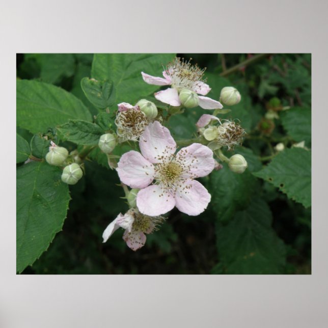 Blackberry Flowers Poster (Framsidan)