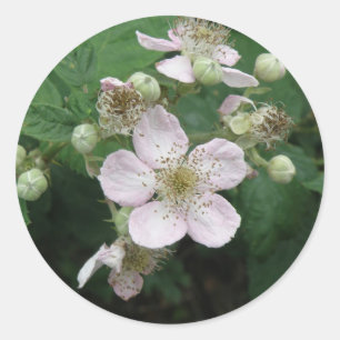 Blackberry Flowers Sticker Runt Klistermärke