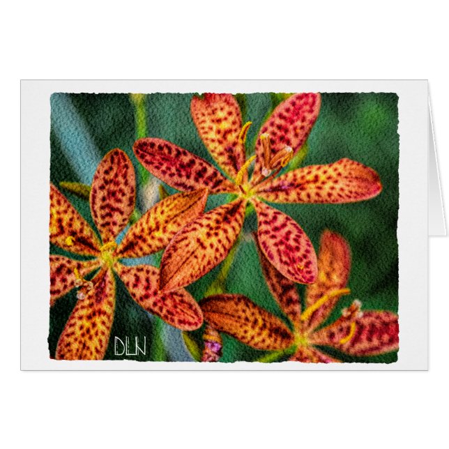 Blackberry Lily Flower/Blommigt Art/ OBS Kort (Framsidan Horizontal)