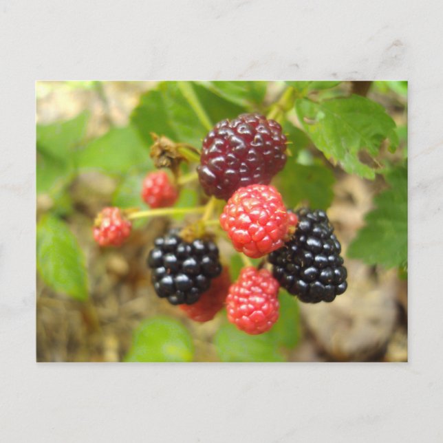 Blackberry Vykort (Framsida)