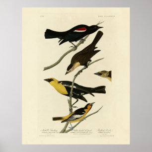 Blackbird and Oriole, Audubon's Birds of America Poster
