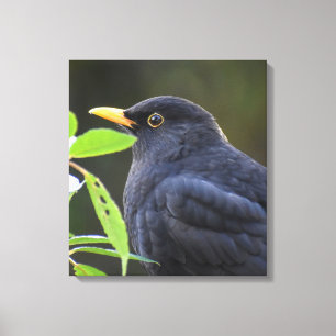 Blackbird Canvastryck
