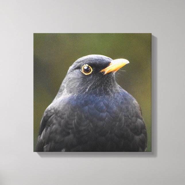 Blackbird Canvastryck (Framsida)