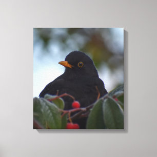 Blackbird Canvastryck