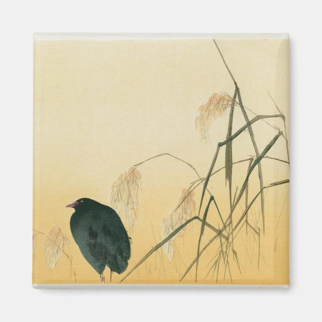 Blackbird, Edo Period Magnet (Framsidan)