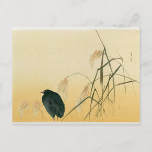 Blackbird, Edo Period Vykort