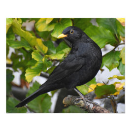 Blackbird Fototryck